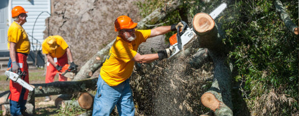 treework conway