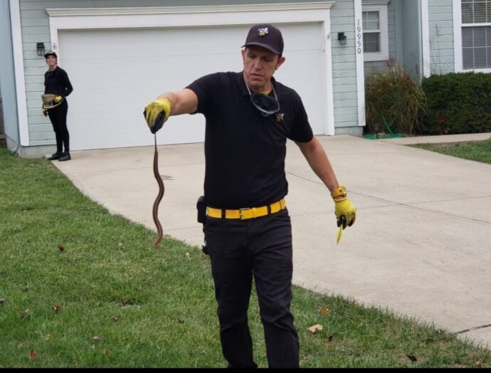 snake 1024x778 1